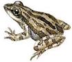 Western Chorus Frog